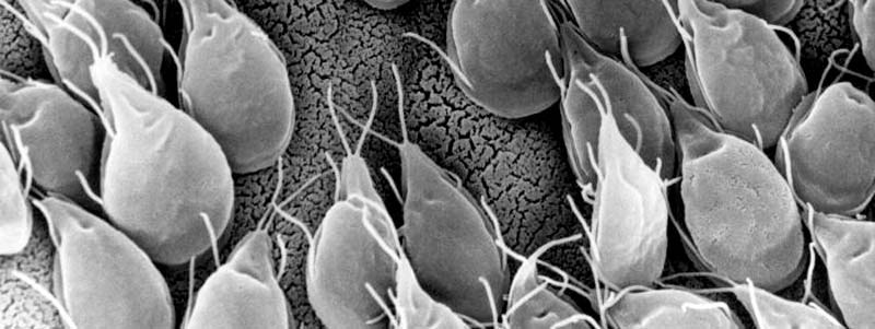 el intestino irritable y autismo Giardia lamblia